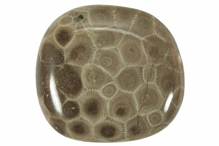 Polished Petoskey Stone (Fossil Coral) - Michigan #230442